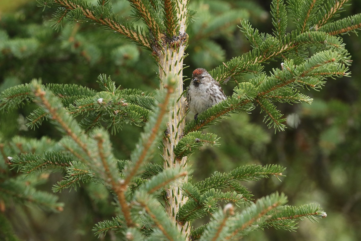 Redpoll (Common) - ML641922920