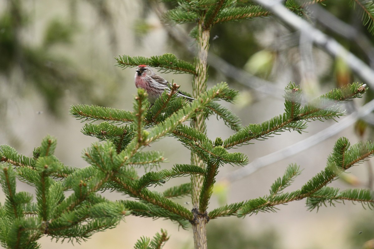 Redpoll (Common) - ML641922922