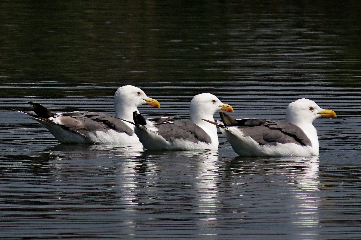 Goéland d'Audubon - ML641922923