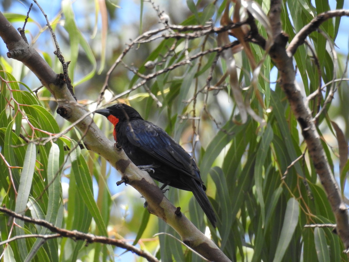 Scarlet-throated Tanager - ML641922927