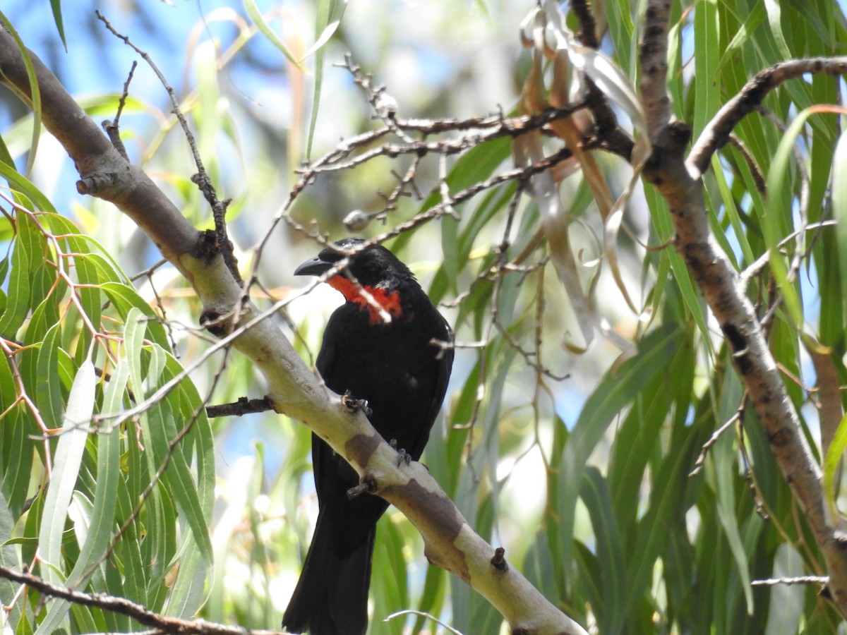 Scarlet-throated Tanager - ML641922928