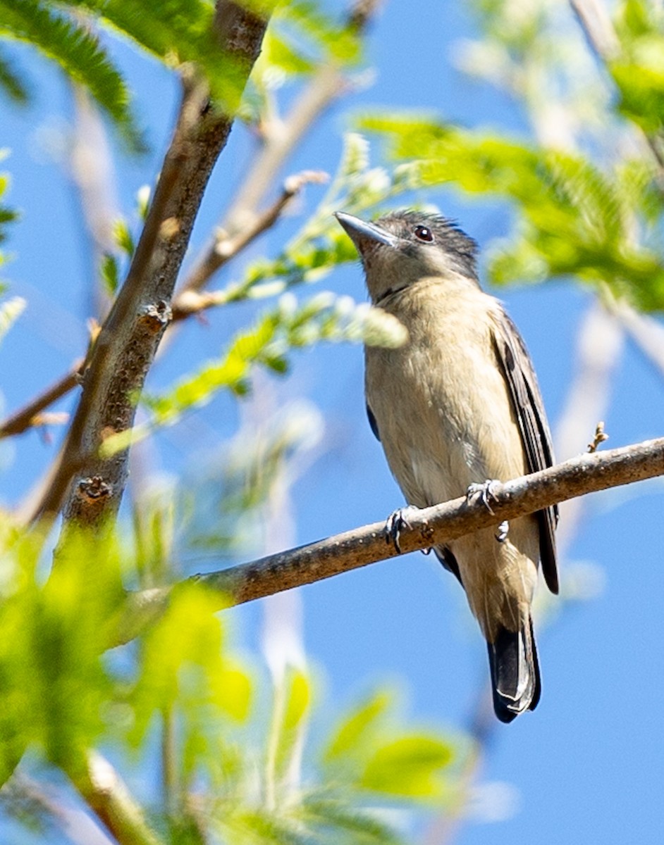 Crested Becard - ML641922931