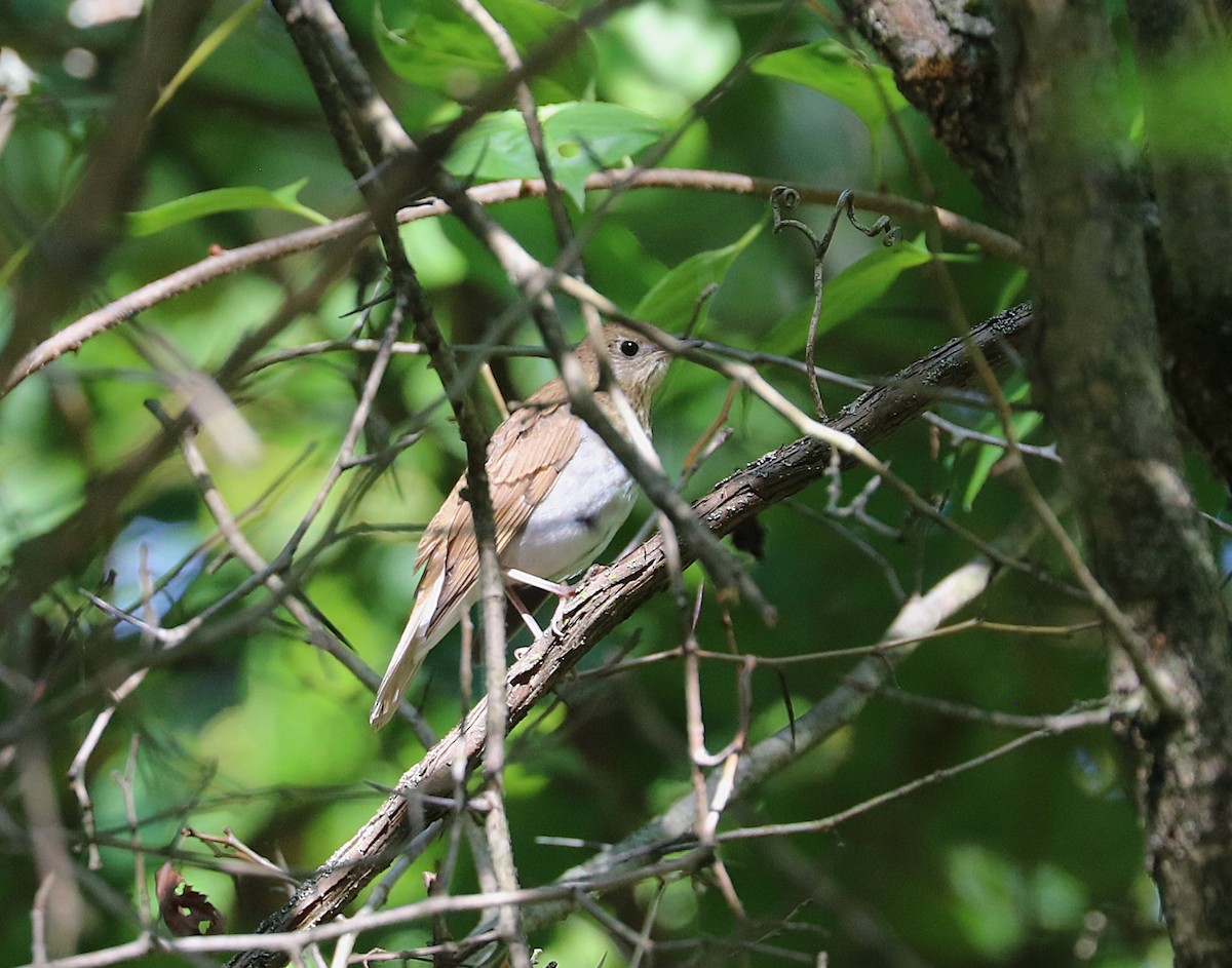 Veery - ML641922937