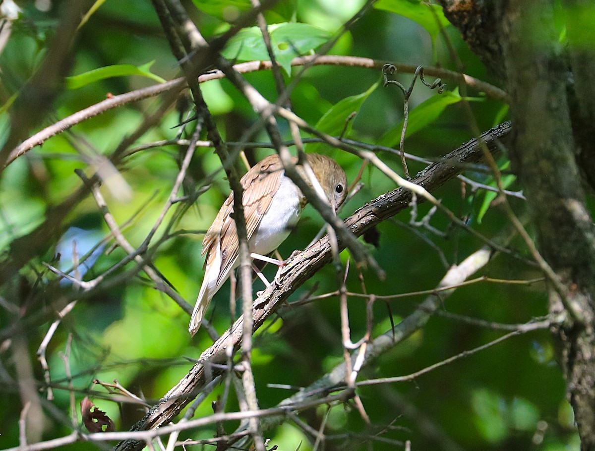 Veery - ML641922940