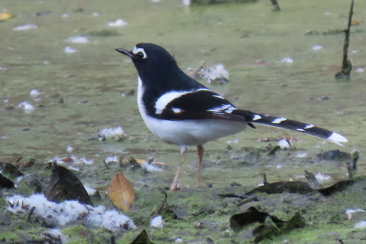 Black-backed Forktail - ML641922941