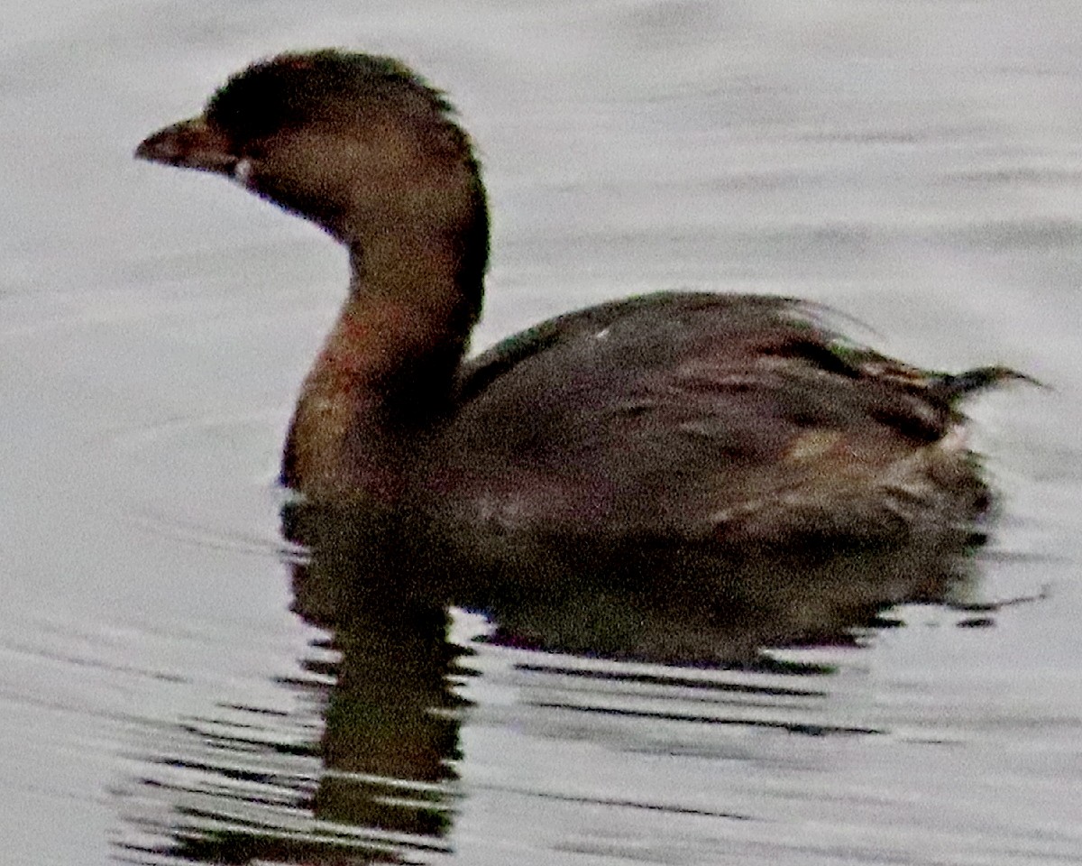 Pied-billed Grebe - ML641922945