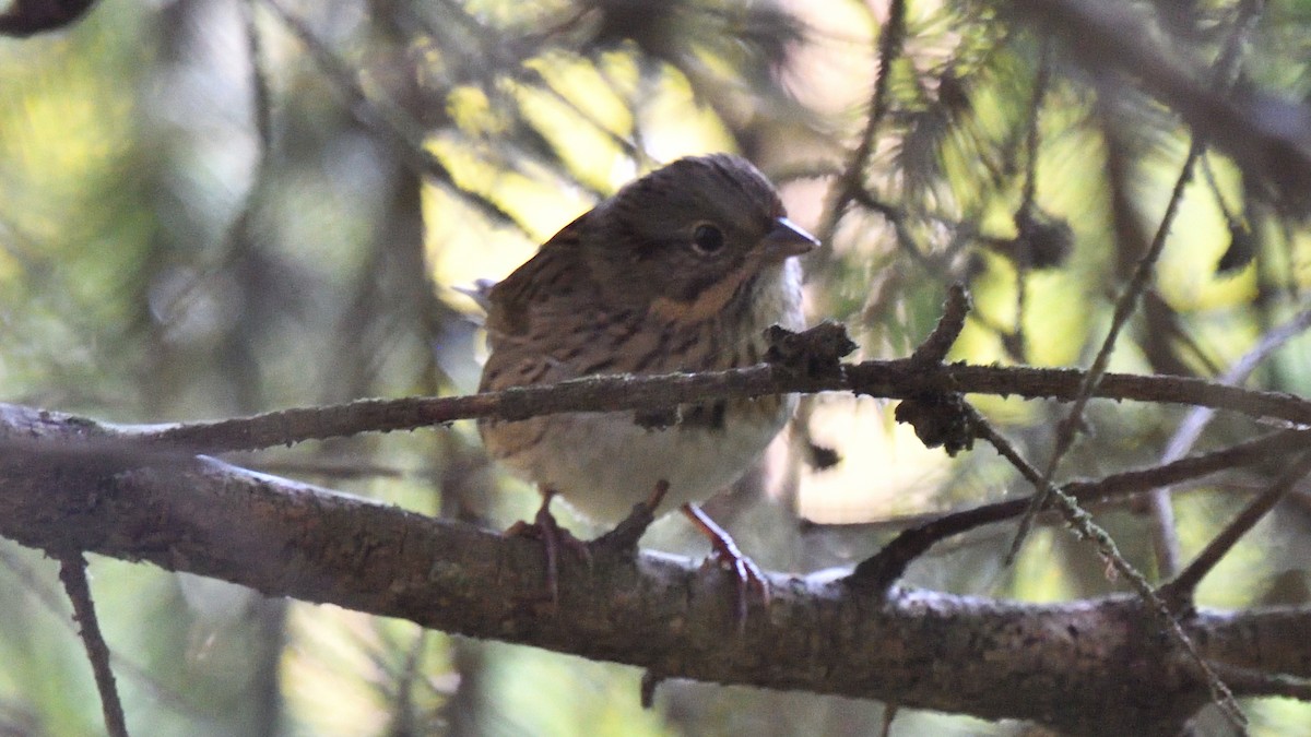 Lincoln's Sparrow - ML641922949