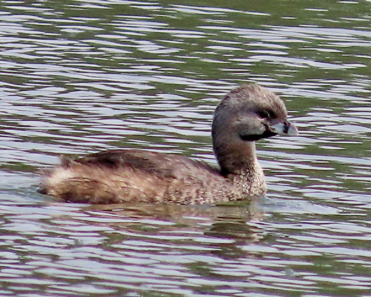 Pied-billed Grebe - ML641922951