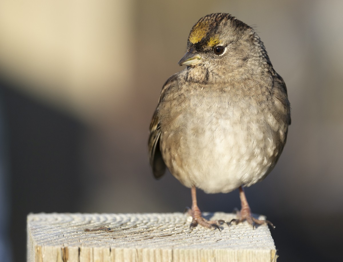 Golden-crowned Sparrow - ML641922956