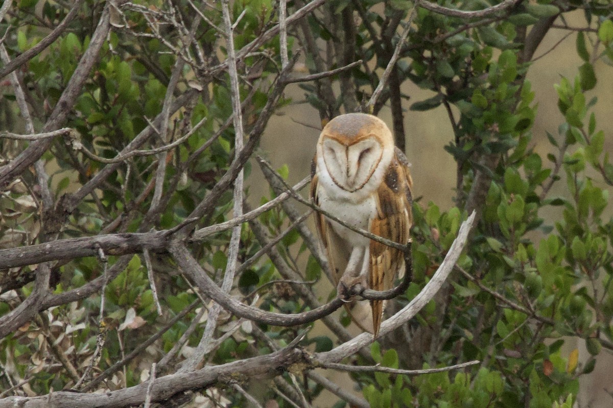 American Barn Owl - ML641922957