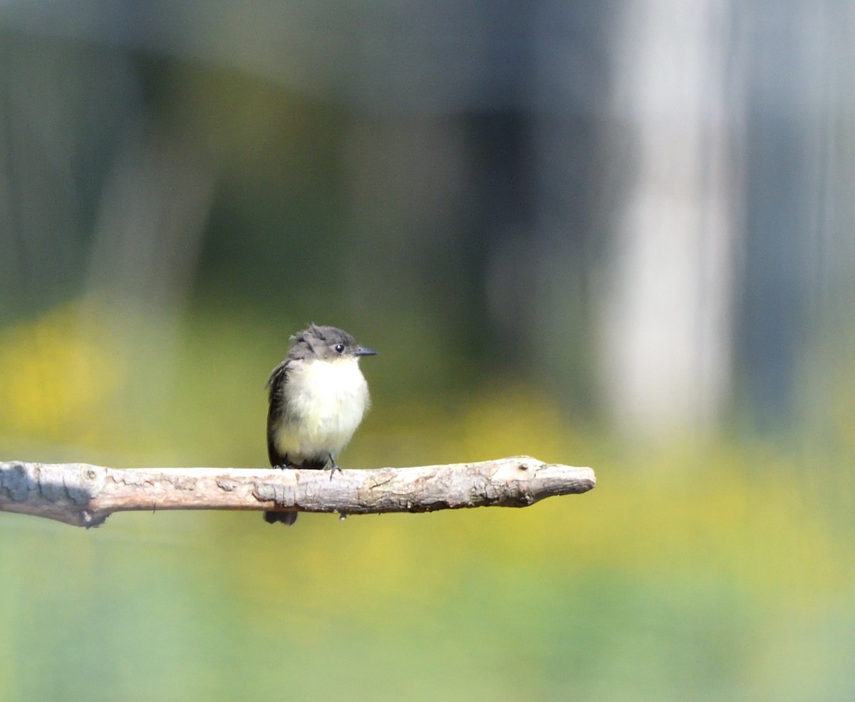 Eastern Phoebe - ML641922959