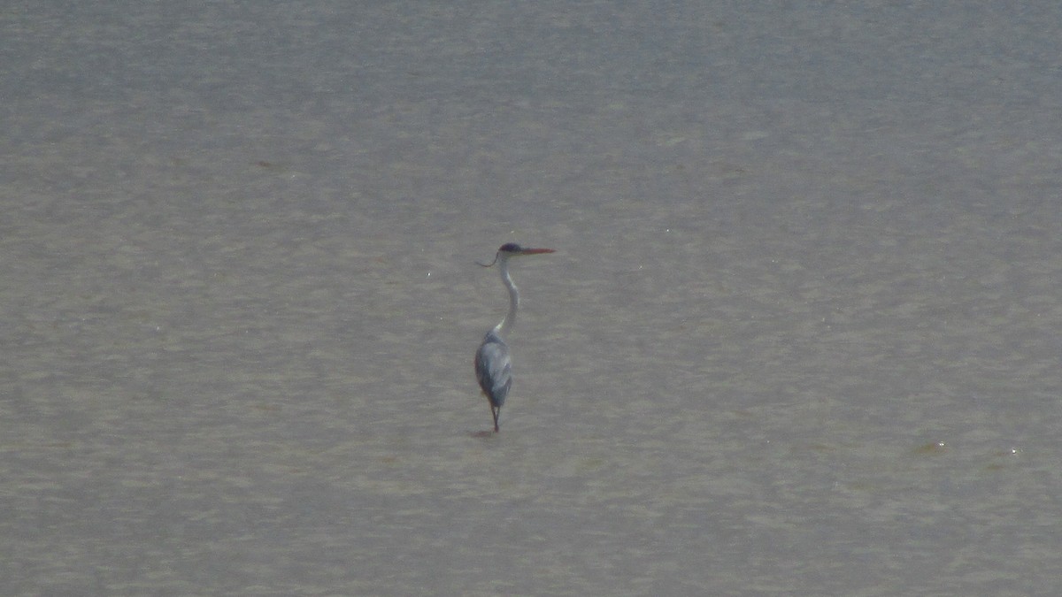 Cocoi Heron - ML641922962