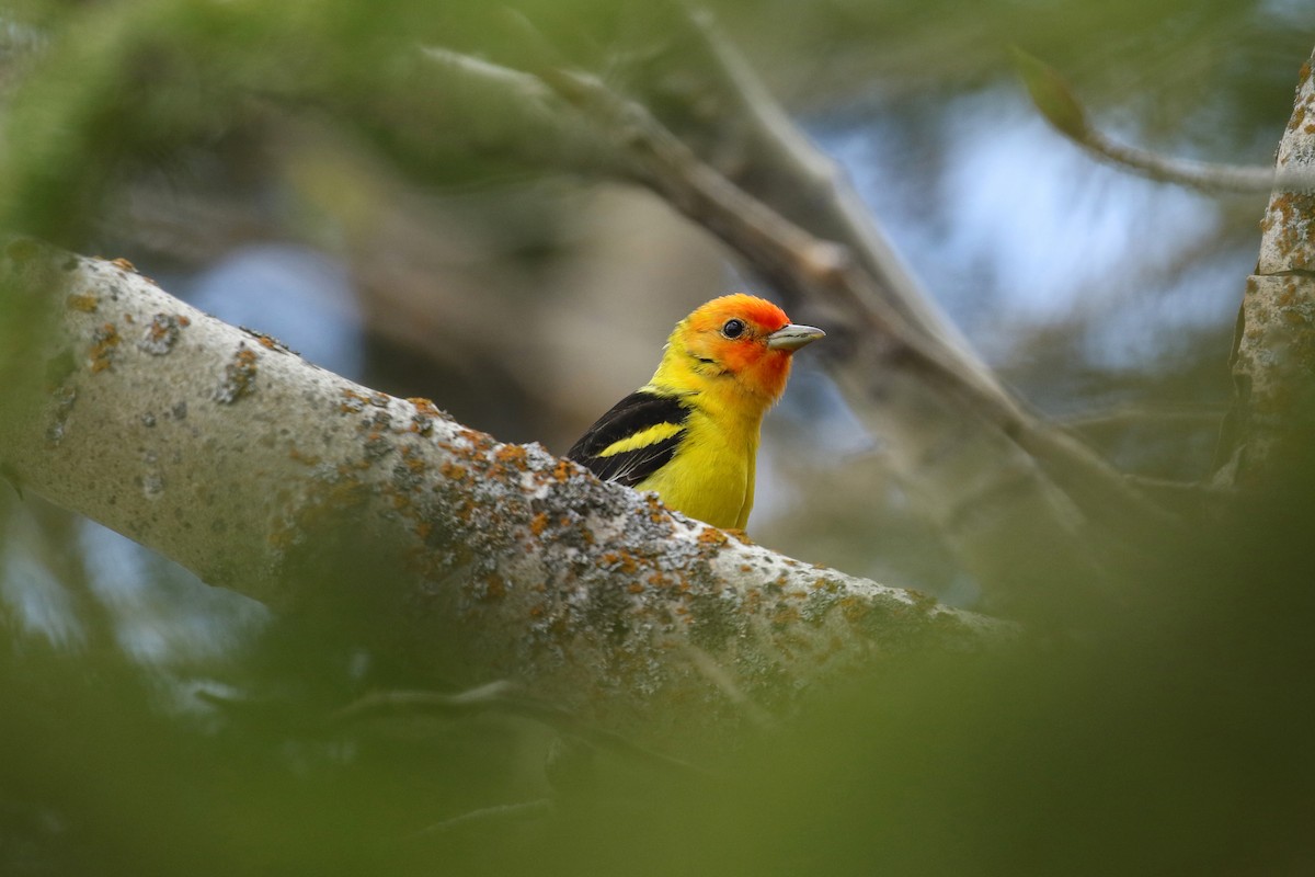 Western Tanager - ML641922965