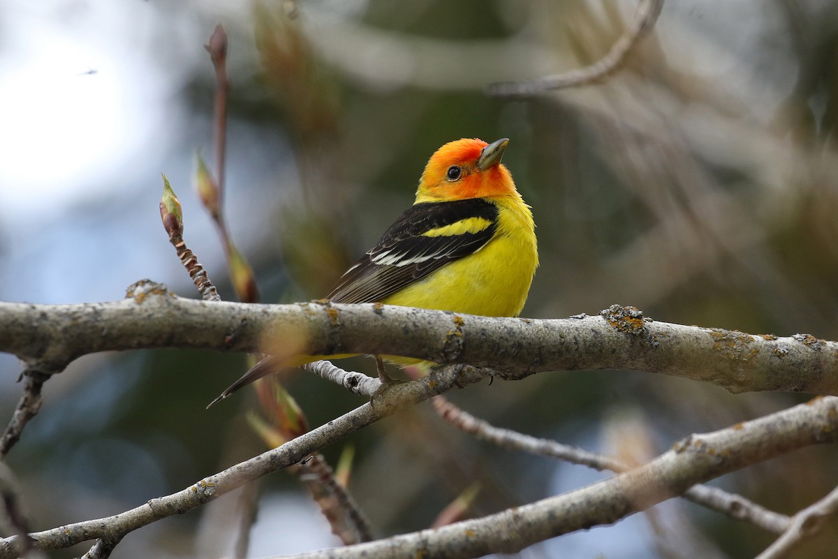 Western Tanager - ML641922967