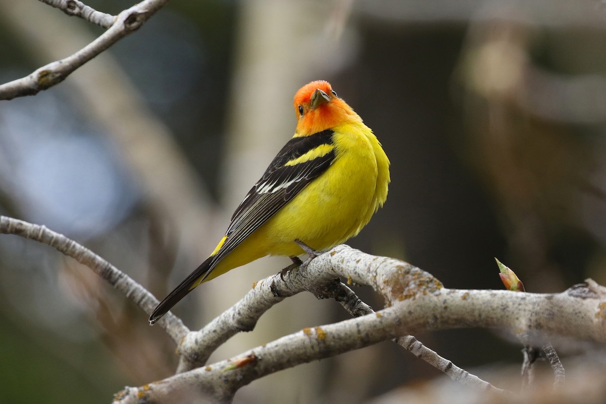 Western Tanager - ML641922968