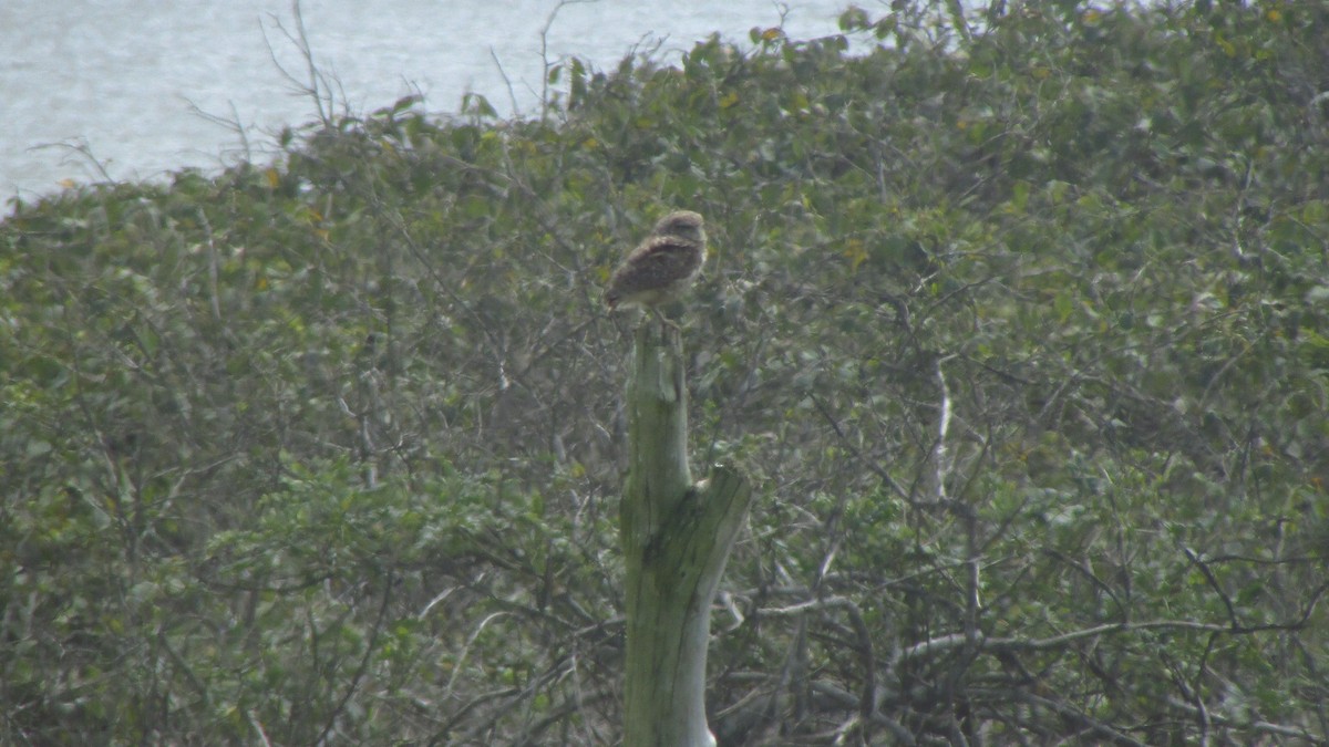 Burrowing Owl - ML641922969