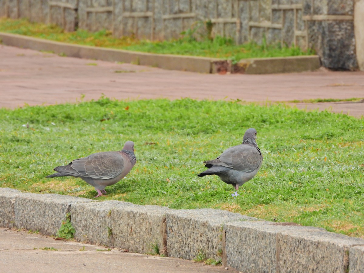 Picazuro Pigeon - ML641922970