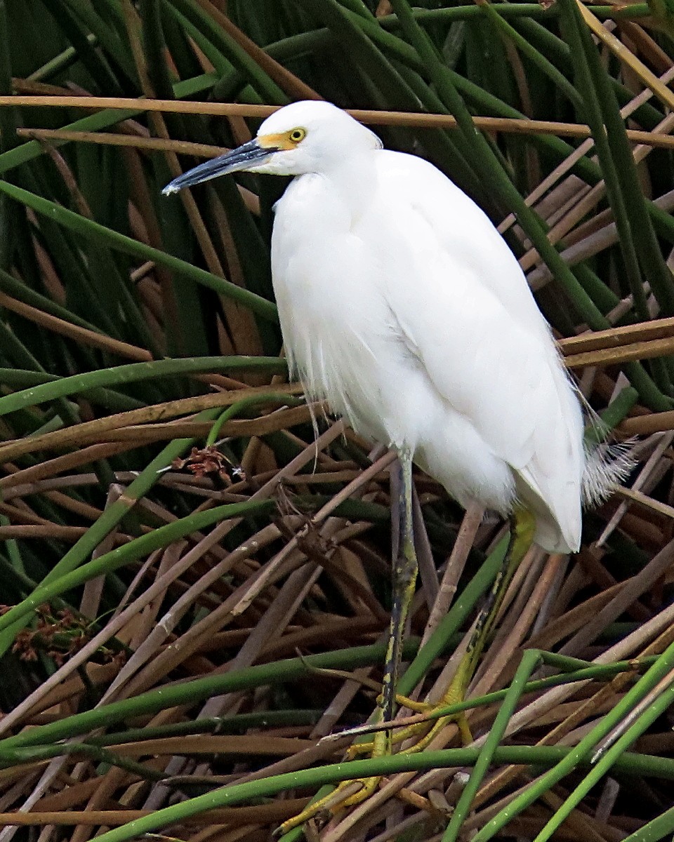 Snowy Egret - ML641922971