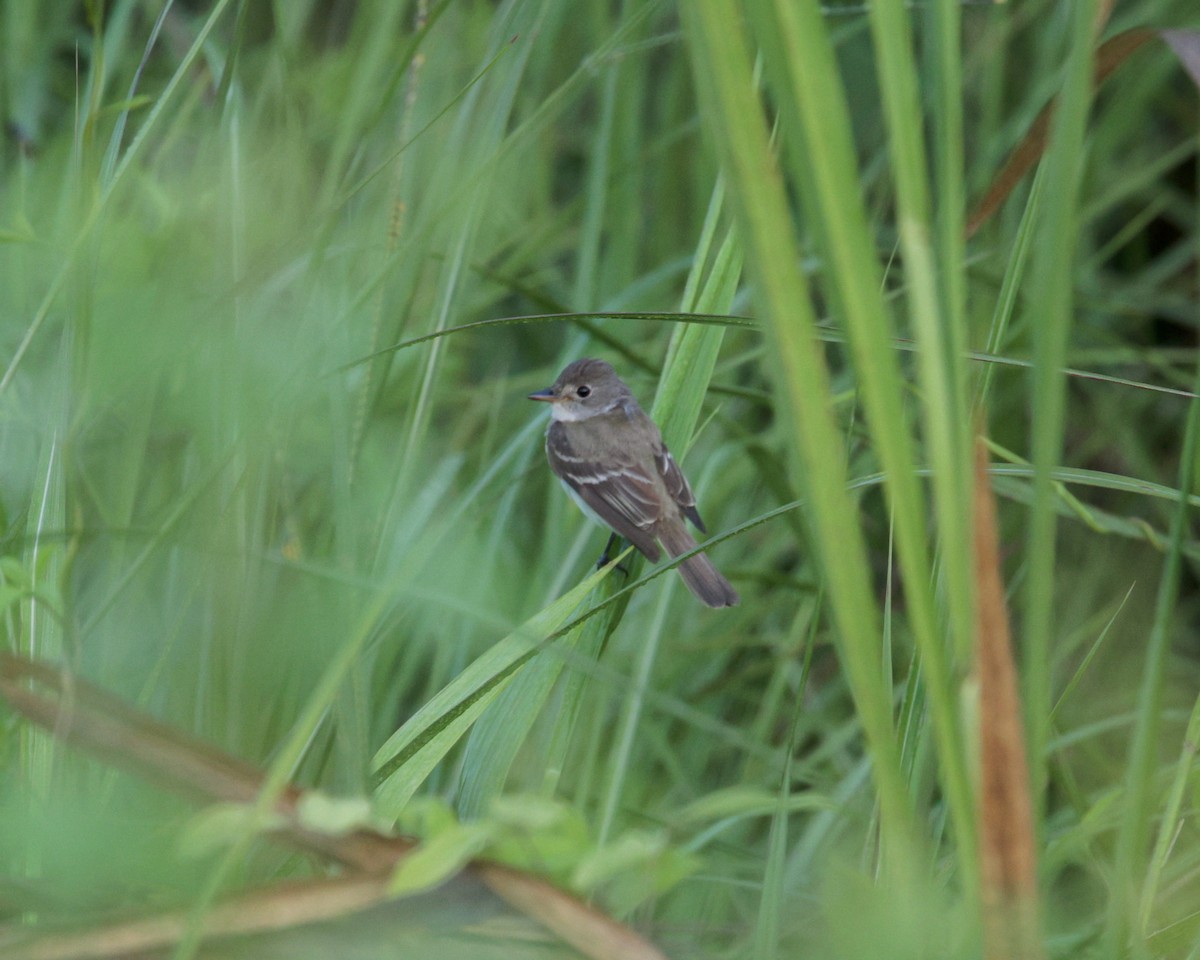 Willow Flycatcher - ML641922975
