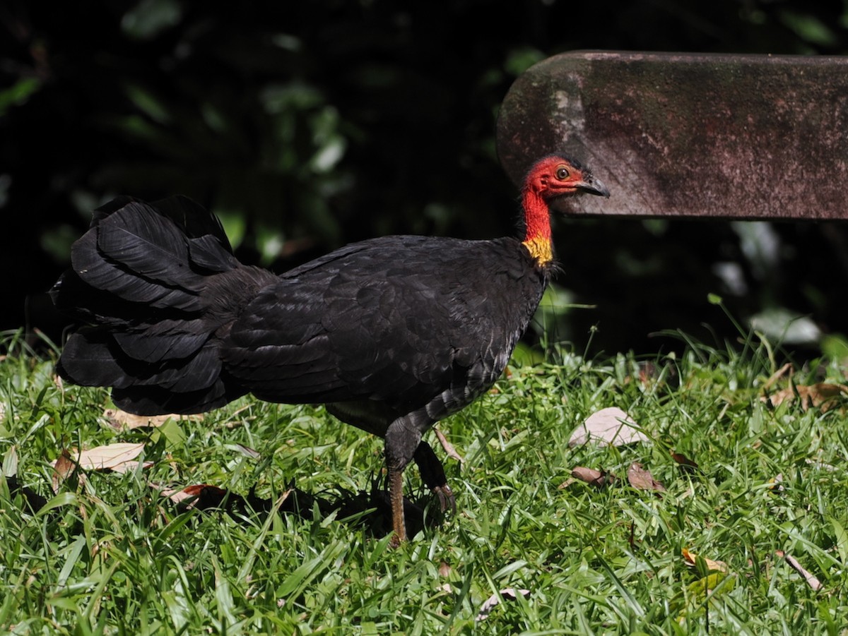 Australian Brushturkey - ML641922977