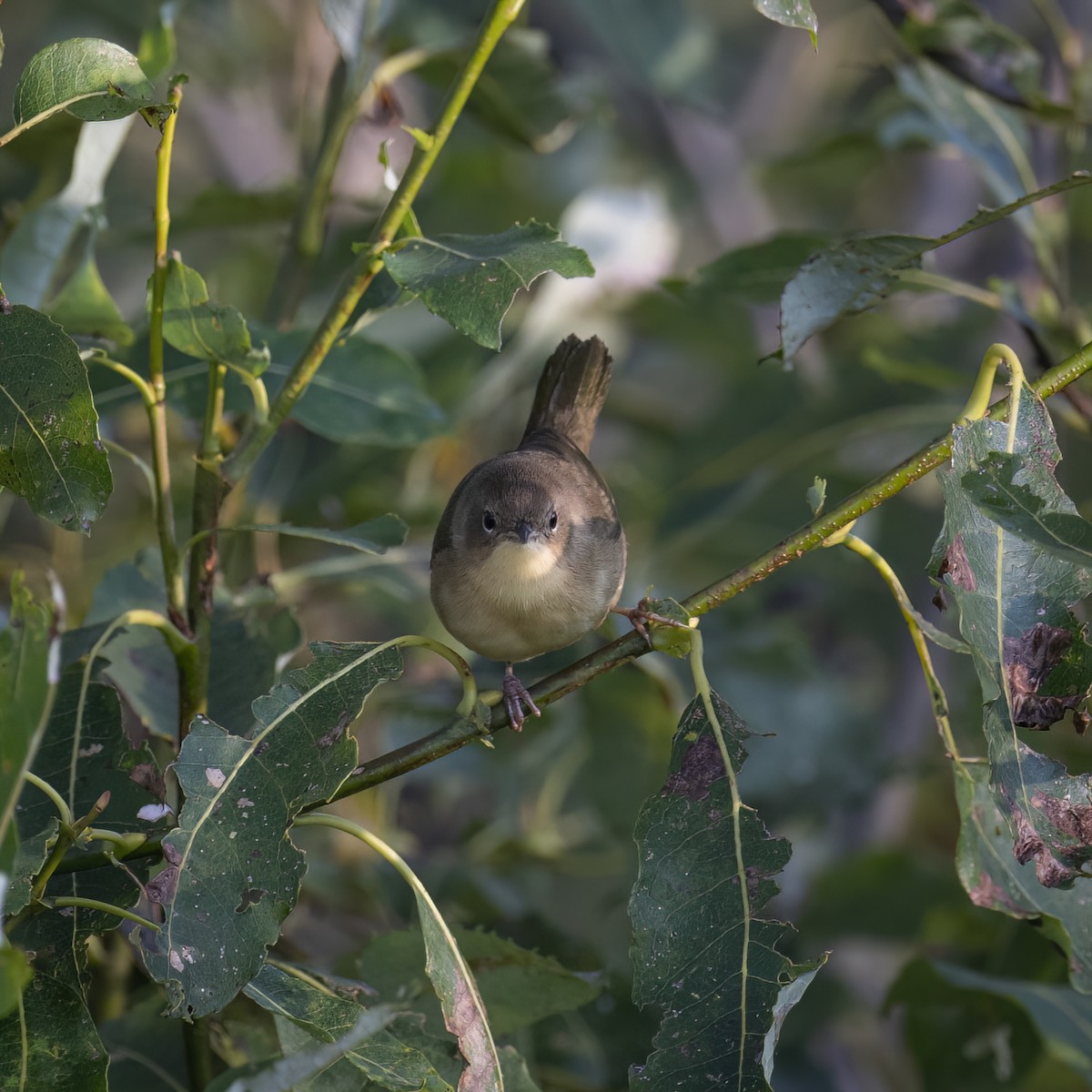 Common Yellowthroat - ML641922978