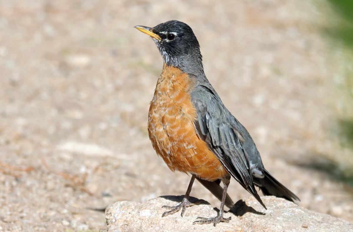 Zozo papargorria - ML641922982