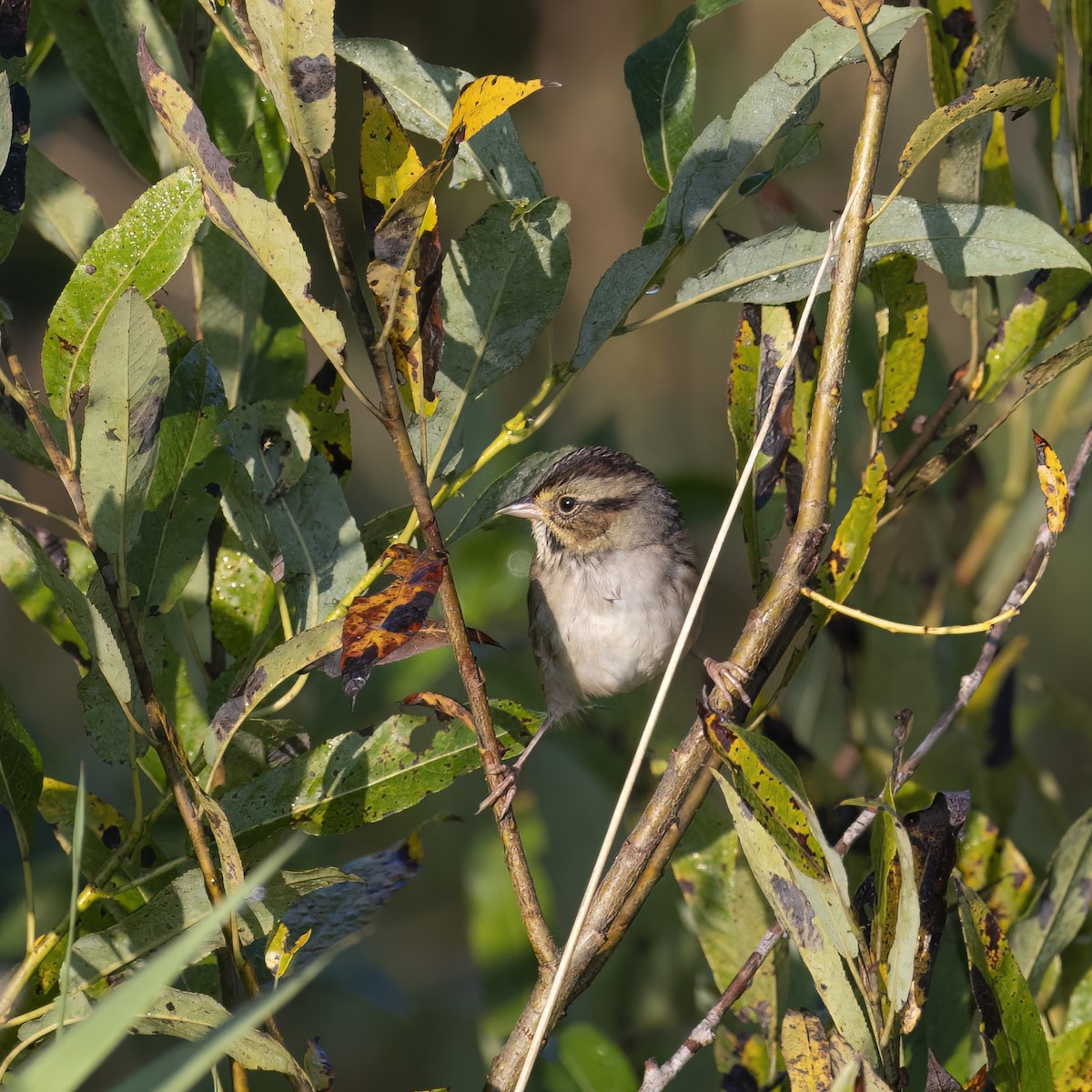 Swamp Sparrow - ML641922983