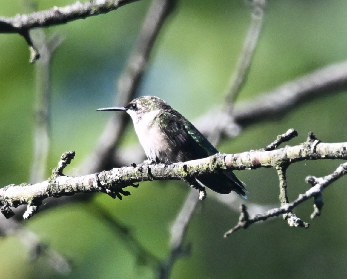 Ruby-throated Hummingbird - ML641922984