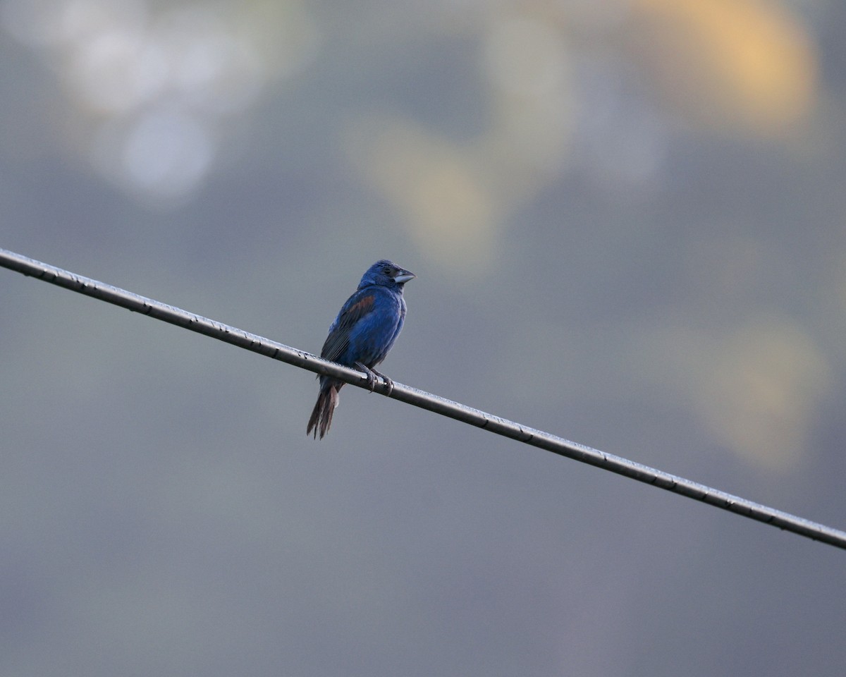 Blue Grosbeak - ML641922985