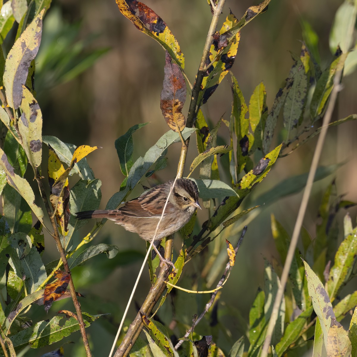 Swamp Sparrow - ML641922986