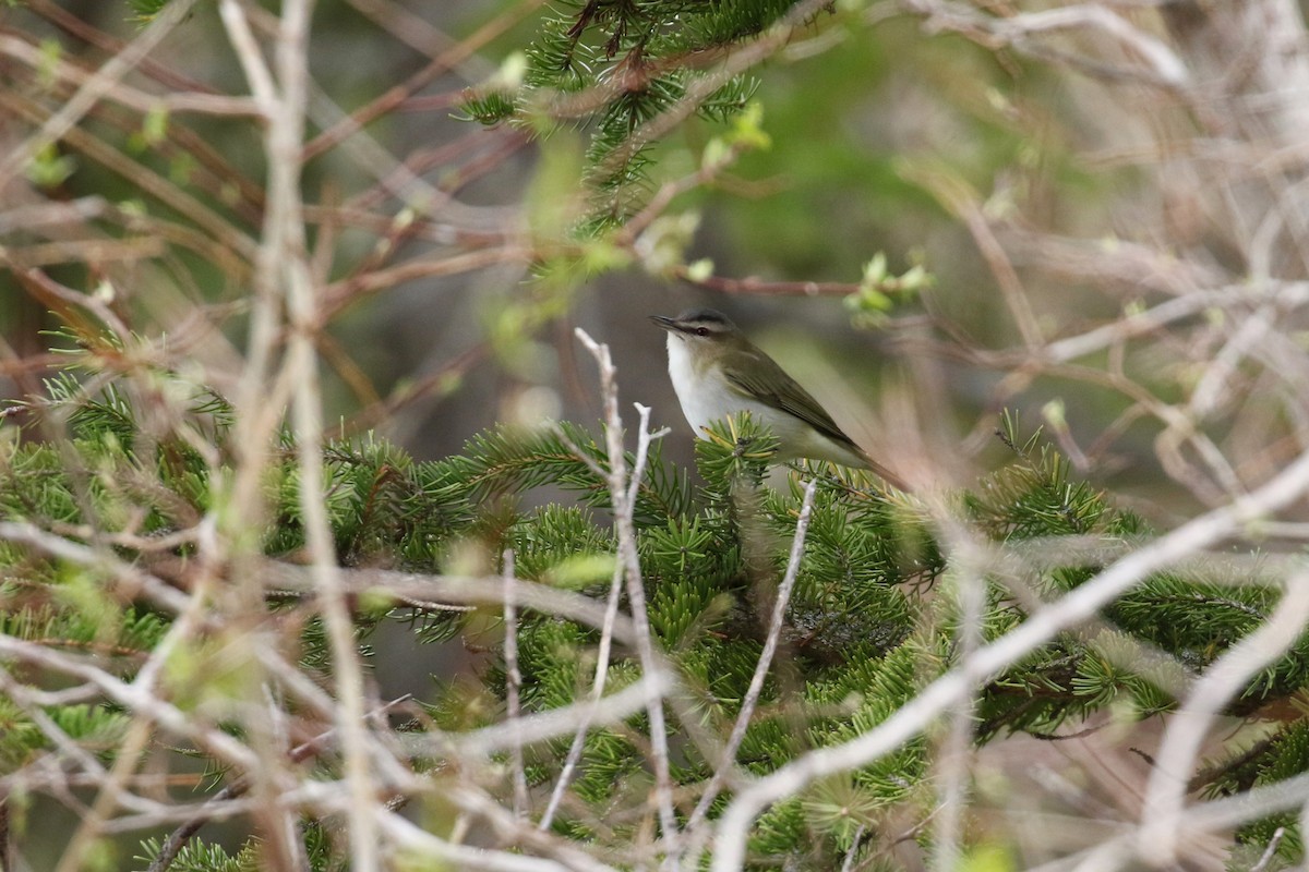 Vireo begigorria - ML641922987