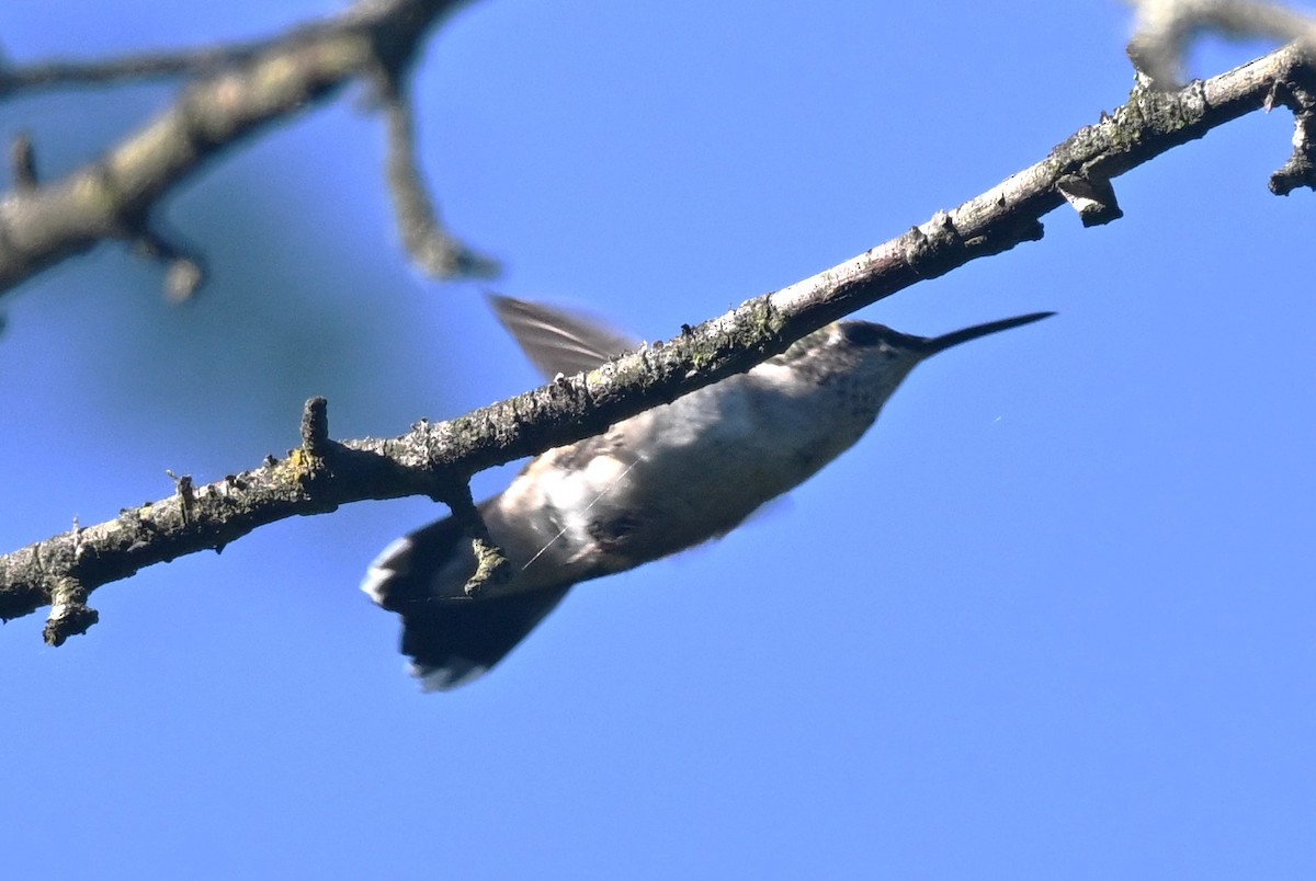 Ruby-throated Hummingbird - ML641922990