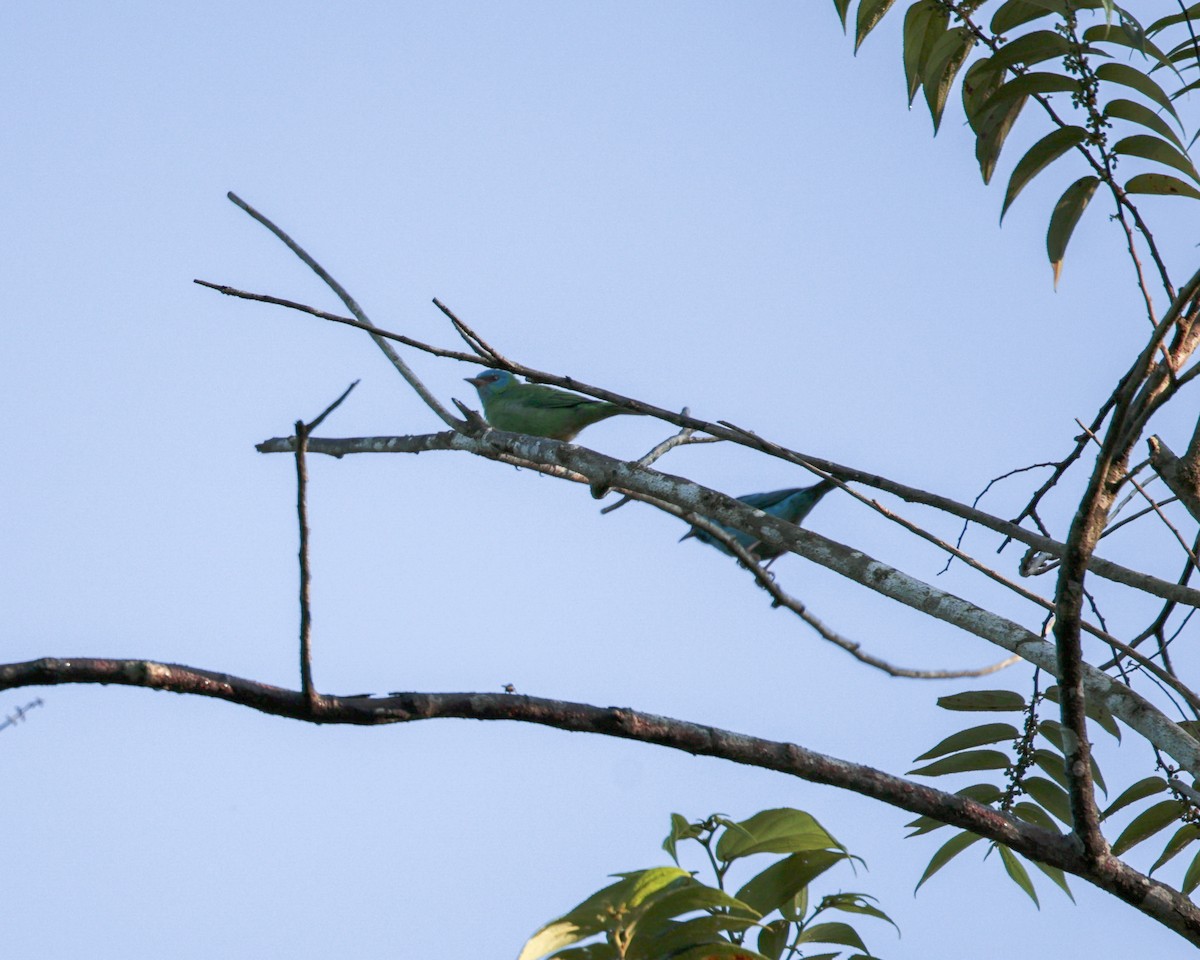 Blue Dacnis - ML641922991