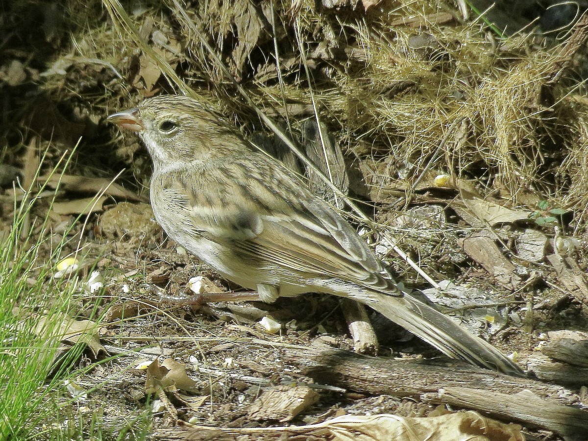 Brewer's Sparrow - ML641923001