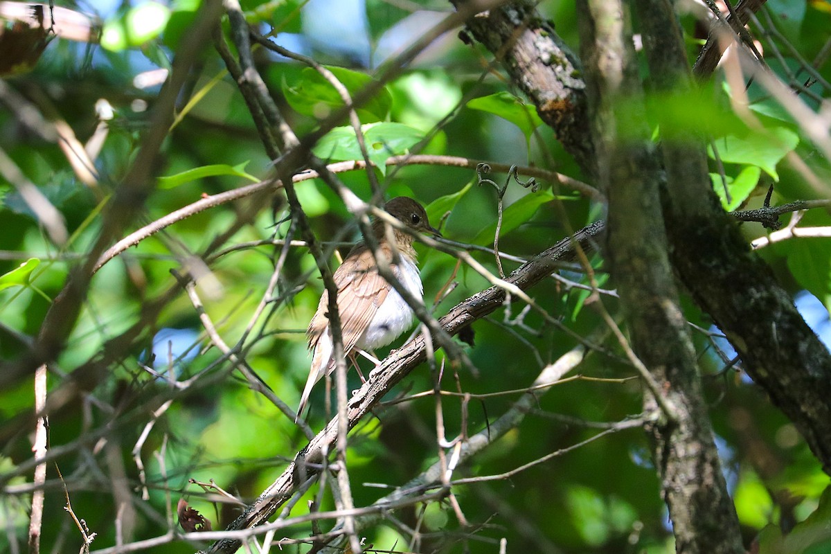 Veery - ML641923005