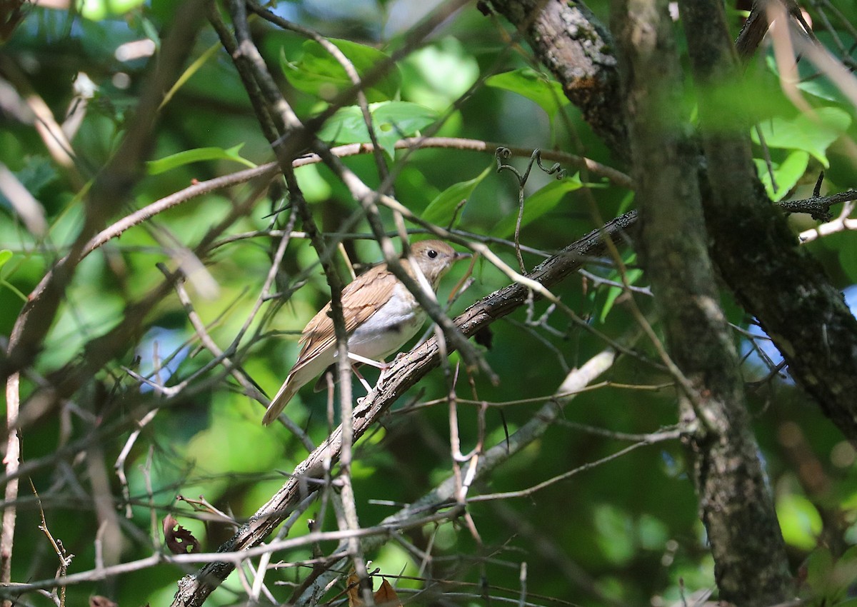 Veery - ML641923030