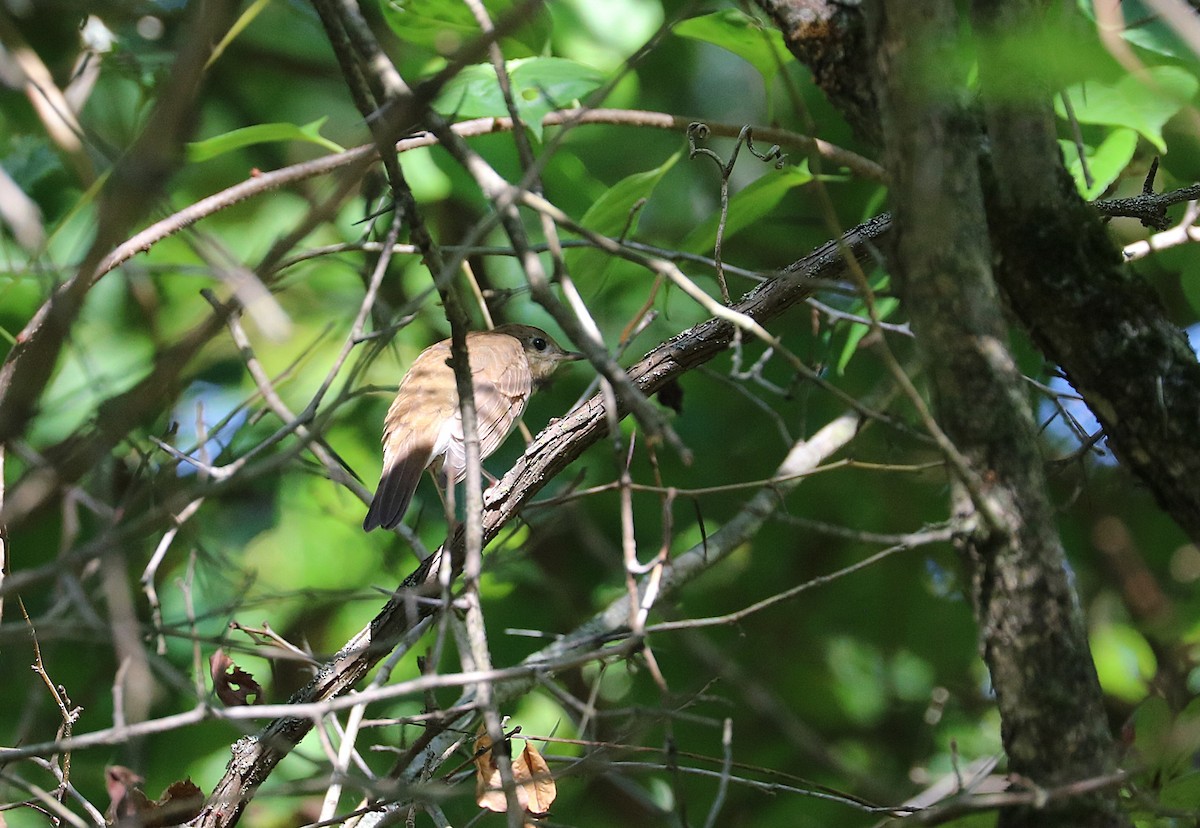 Veery - ML641923043