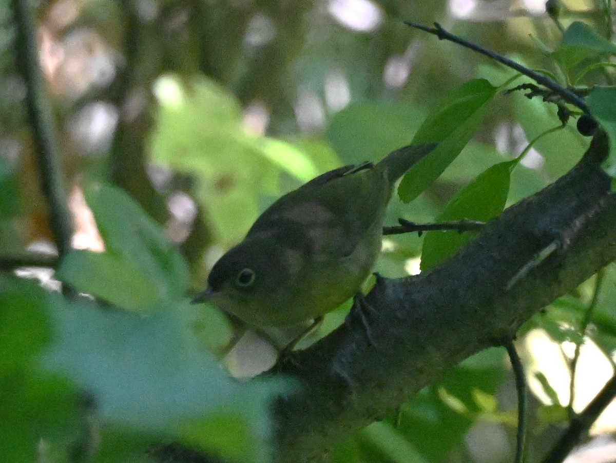 Connecticut Warbler - ML641923044
