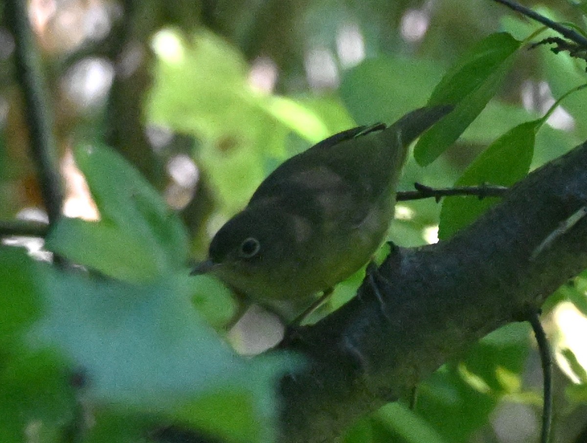 Connecticut Warbler - ML641923046