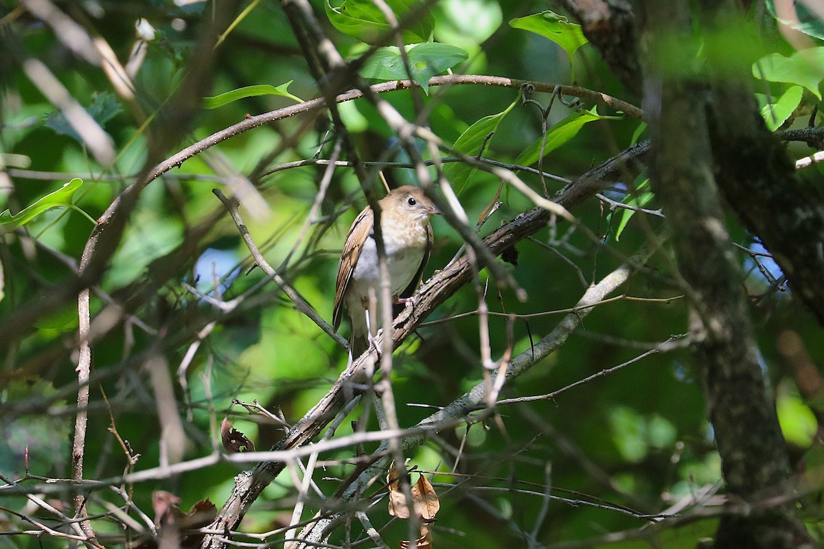Veery - ML641923049