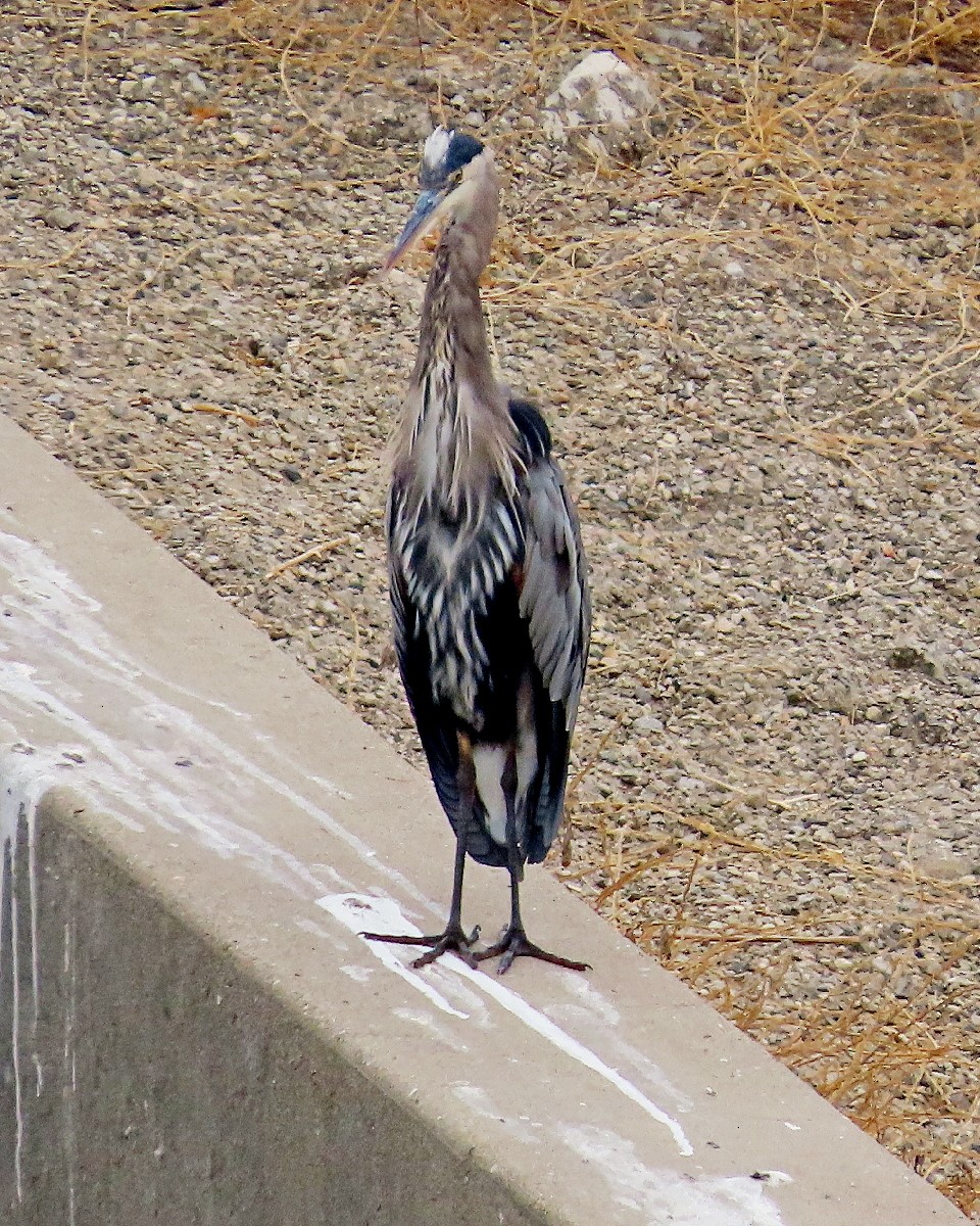 Great Blue Heron - ML641923053