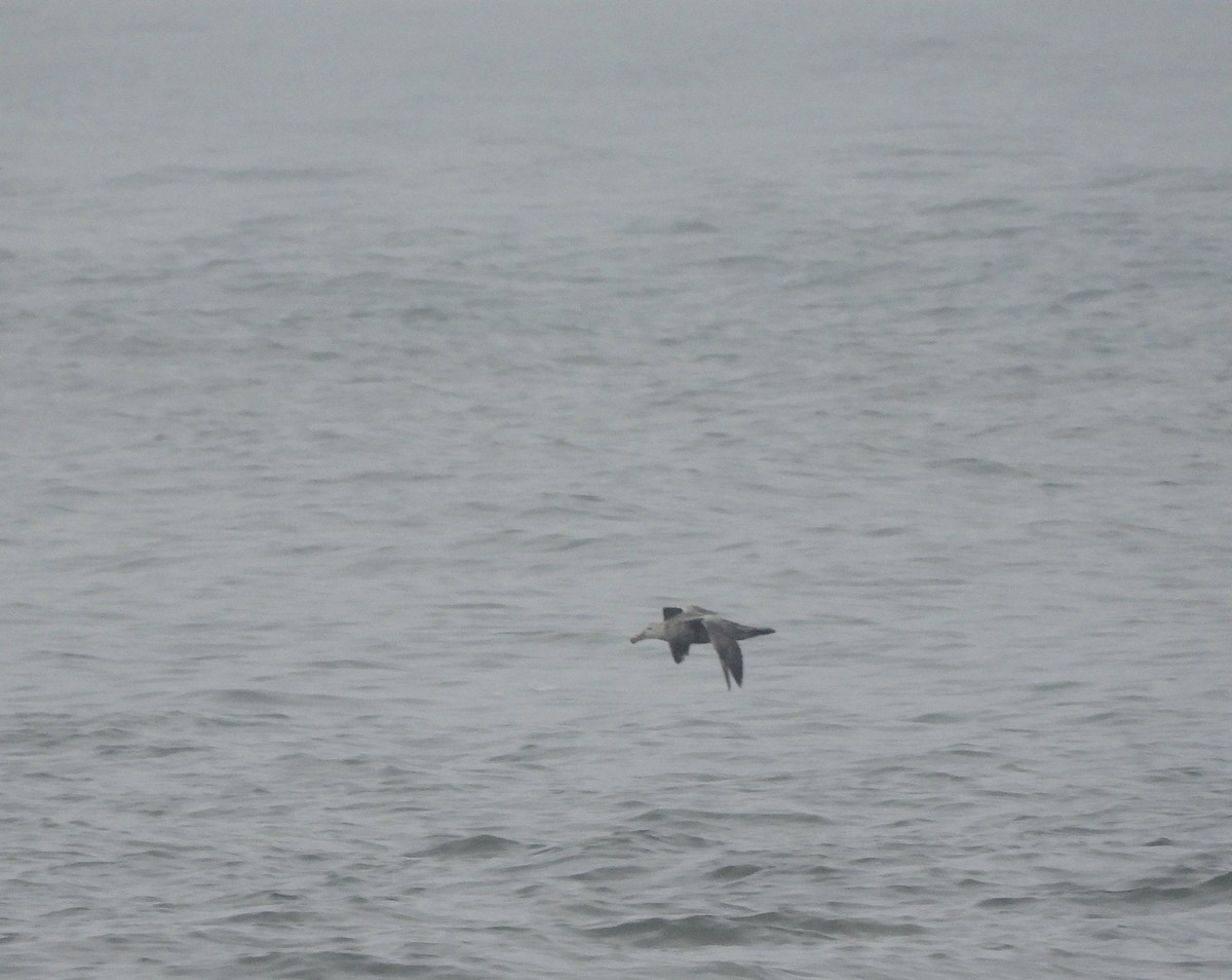 Southern Giant-Petrel - ML641923072