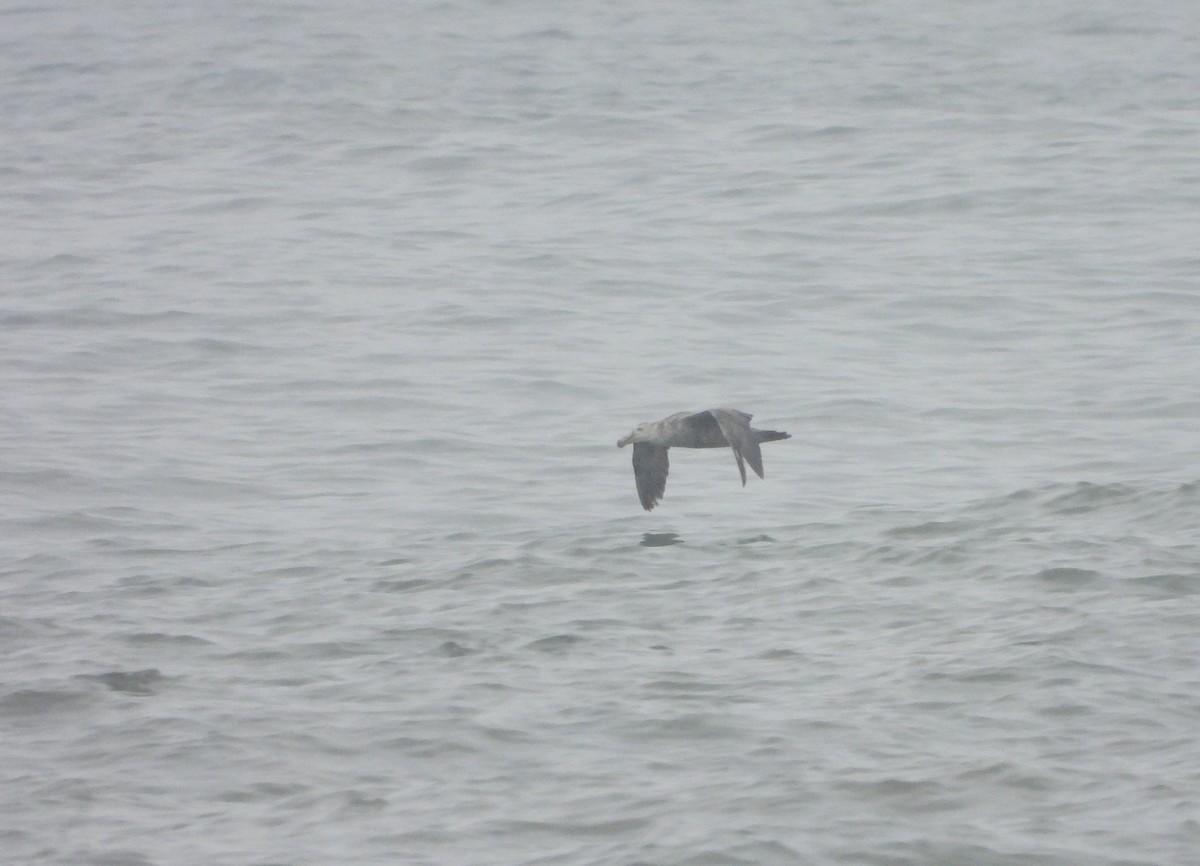 Southern Giant-Petrel - ML641923073