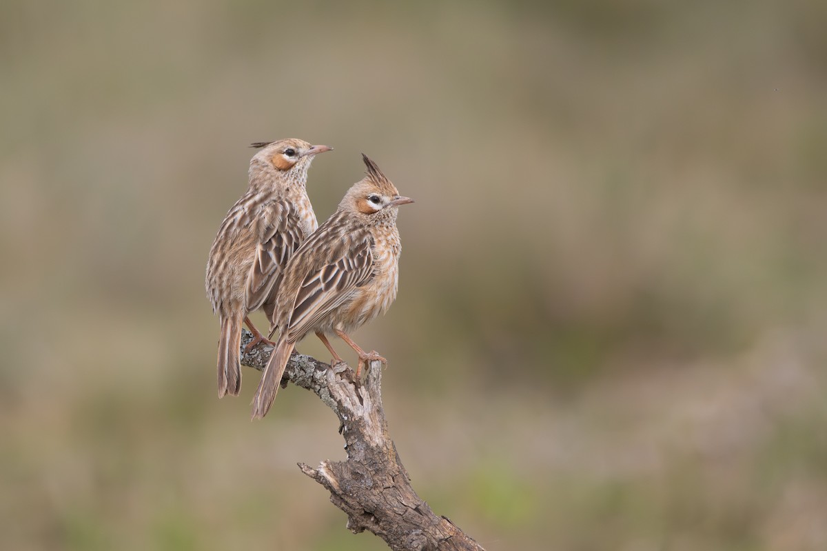 Lark-like Brushrunner - ML641923120