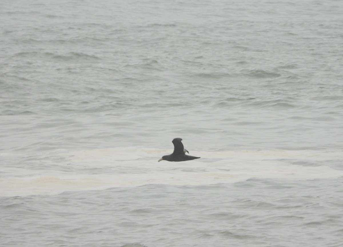 Southern Giant-Petrel - ML641923130
