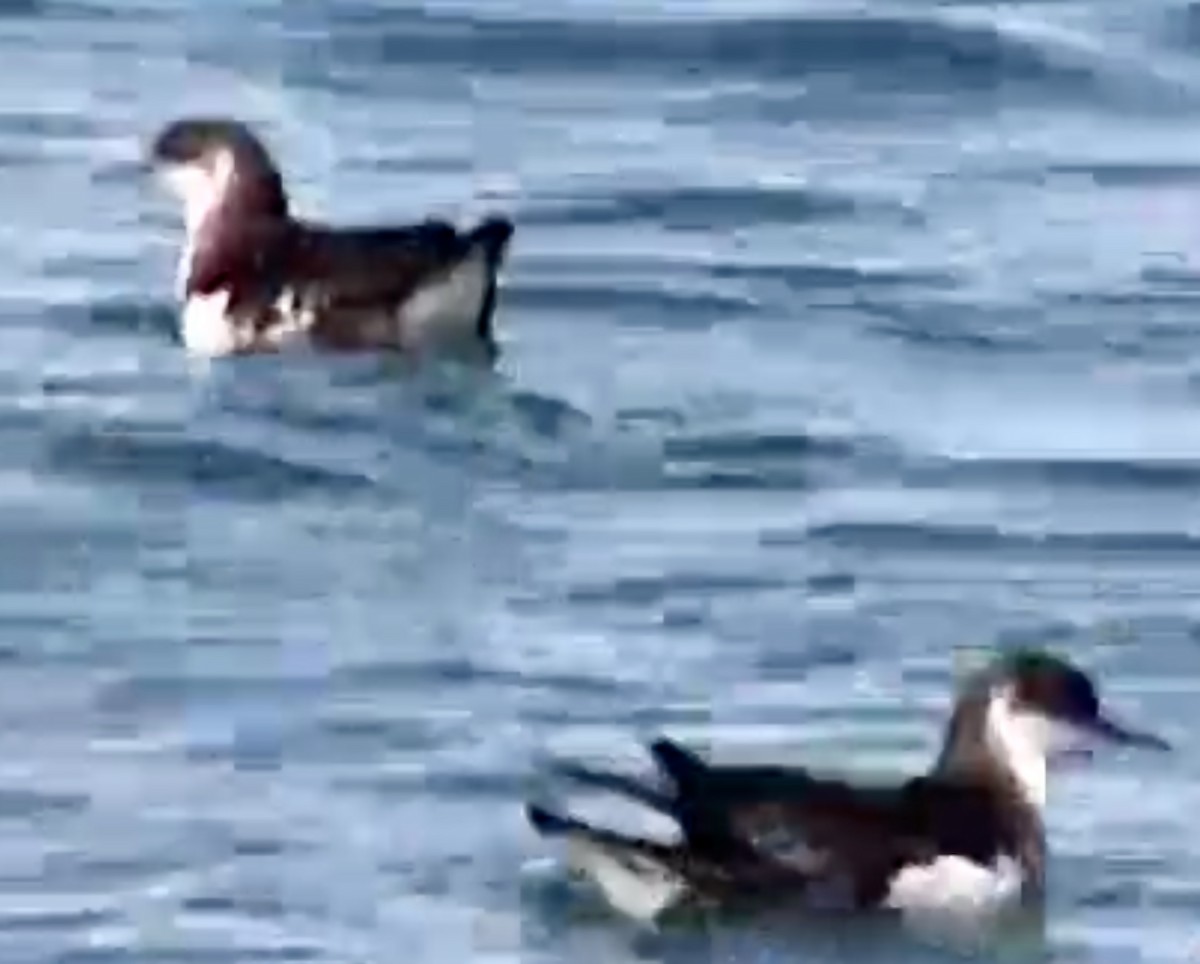 Manx Shearwater - ML641923134