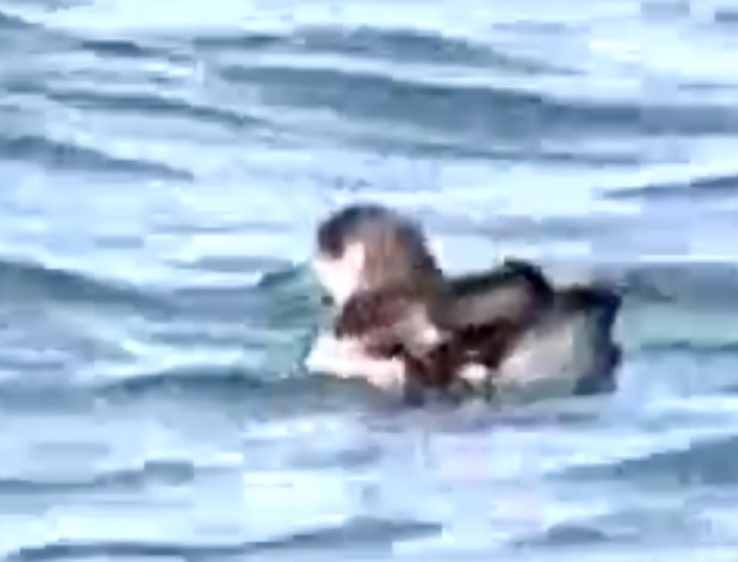 Manx Shearwater - ML641923136