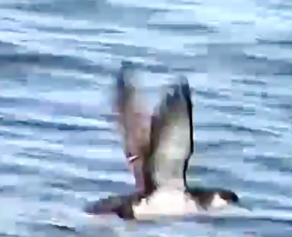 Manx Shearwater - ML641923137