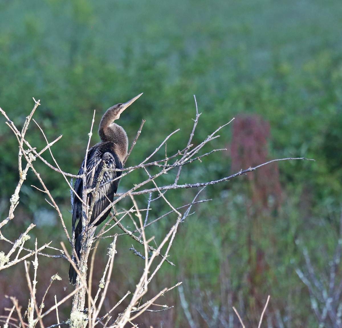 アメリカヘビウ - ML641923146