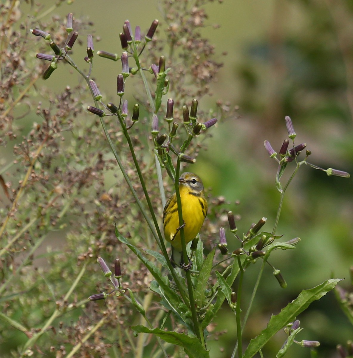 チャスジアメリカムシクイ - ML641923154